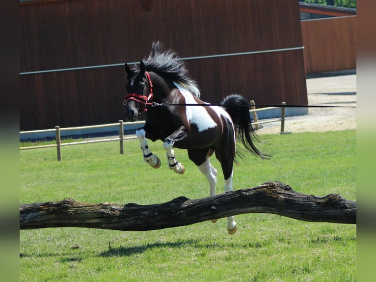 Arabian Partbred Gelding 10 years 15,3 hh Pinto in Norderstedt