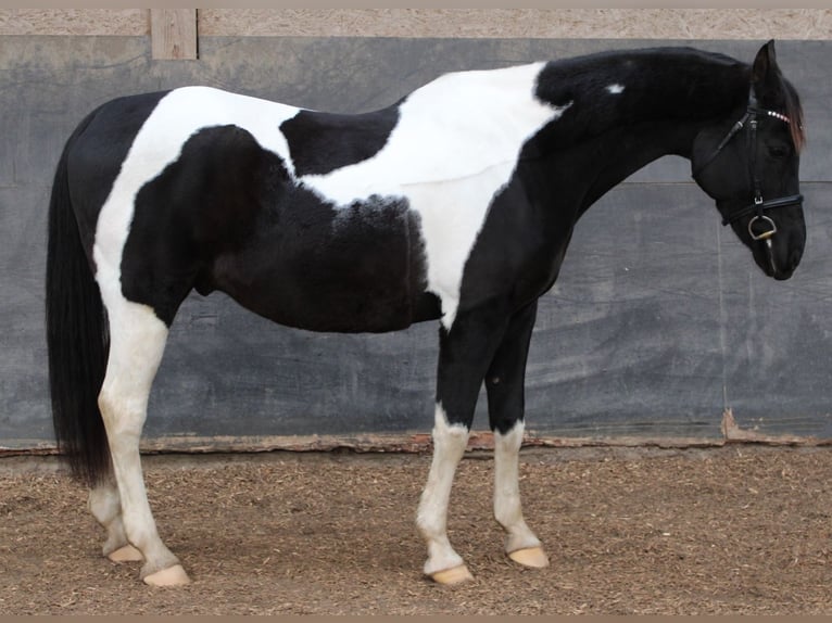 Arabian Partbred Gelding 10 years 15,3 hh Pinto in Norderstedt