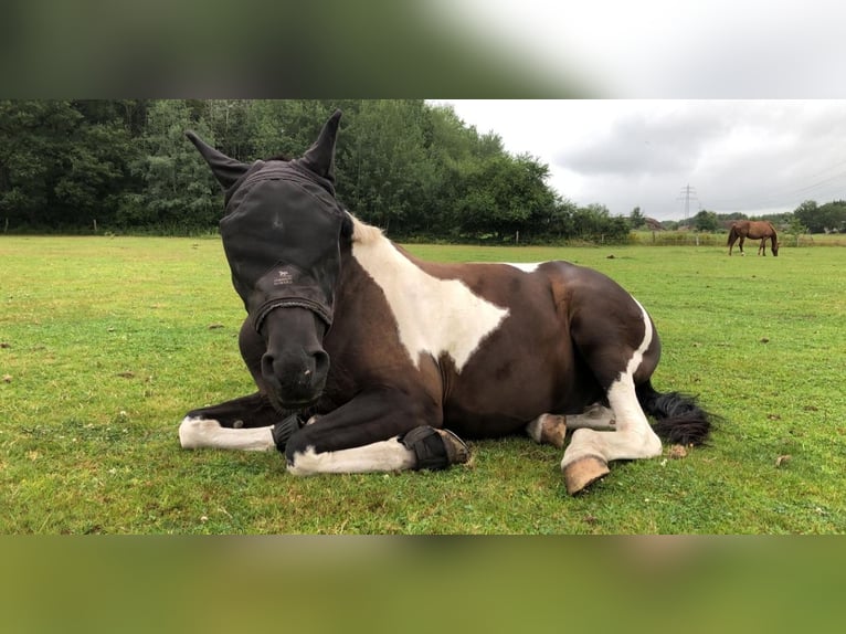 Arabian Partbred Gelding 10 years 15,3 hh Pinto in Norderstedt