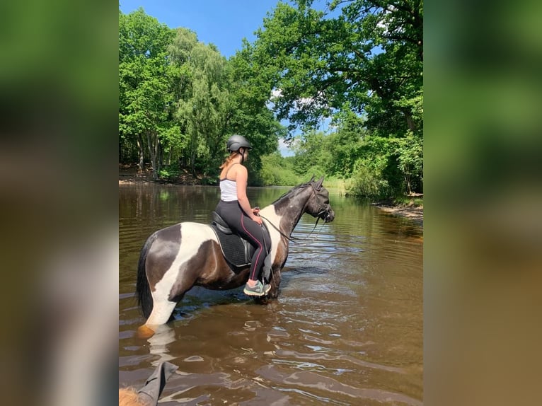 Arabian Partbred Gelding 10 years 15,3 hh Pinto in Norderstedt