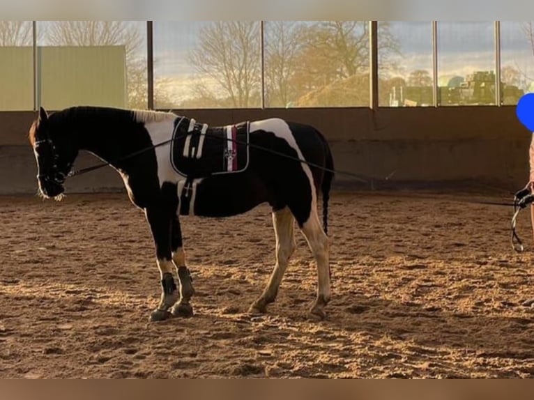 Arabian Partbred Gelding 10 years 15,3 hh Pinto in Norderstedt