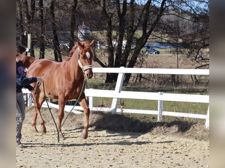 Arabian Partbred Gelding 10 years 15,1 hh Chestnut-Red in Bad Driburg