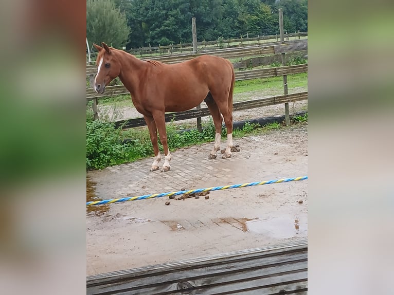 Arabian Partbred Gelding 11 years 14,1 hh Chestnut-Red in Herbolzheim