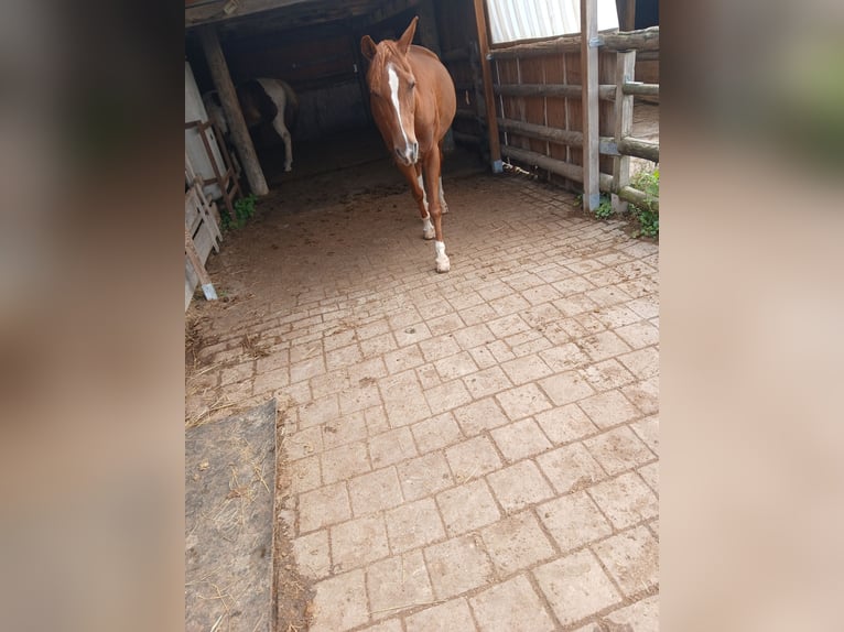 Arabian Partbred Gelding 11 years 14,1 hh Chestnut-Red in Herbolzheim