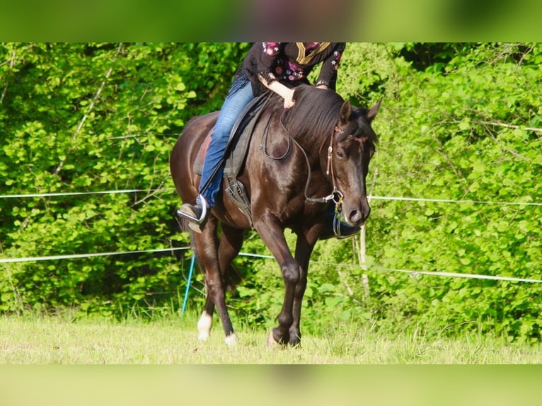 Arabian Partbred Gelding 11 years 14,2 hh Black in Uznach