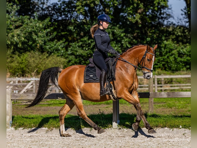 Arabian Partbred Gelding 11 years 15,1 hh Brown in Helvoirt