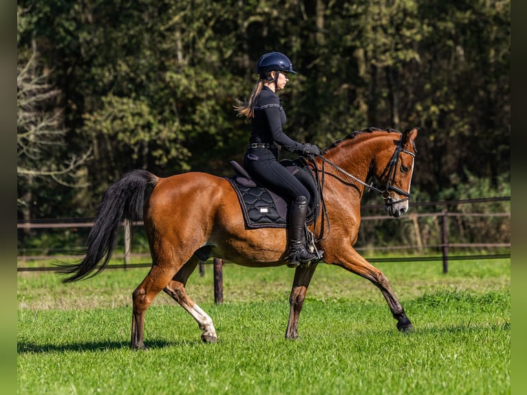 Arabian Partbred Gelding 11 years 15,1 hh Brown in Helvoirt