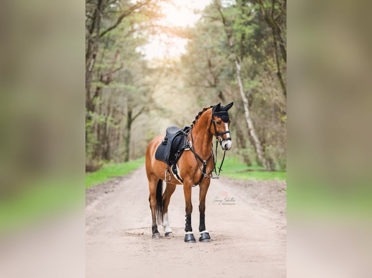 Arabian Partbred Gelding 11 years 15,1 hh Brown in Helvoirt