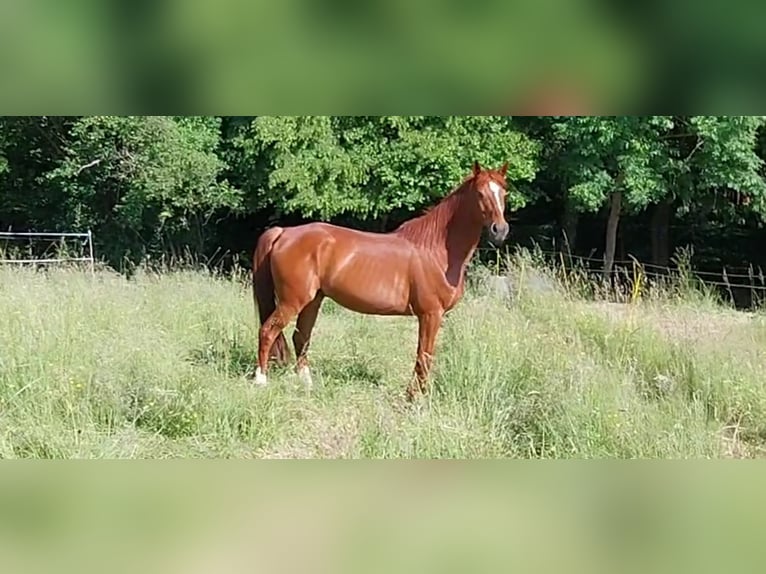 Arabian Partbred Gelding 11 years 16 hh Chestnut-Red in Phalsbourg