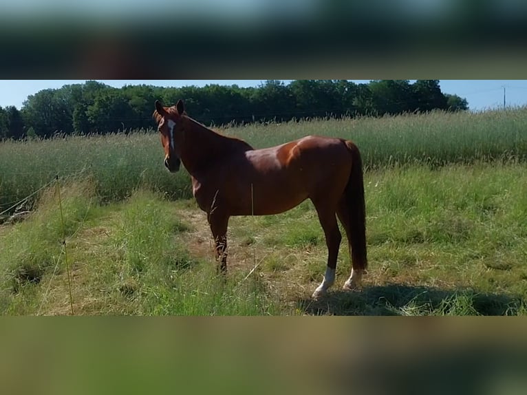 Arabian Partbred Gelding 11 years 16 hh Chestnut-Red in Phalsbourg