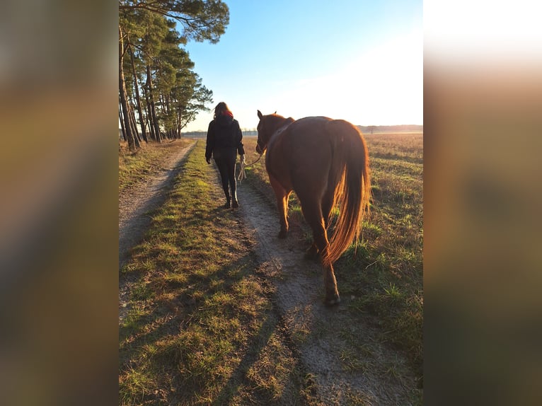 Arabian Partbred Gelding 12 years 14,1 hh Chestnut-Red in F&#xFC;rstenwalde/Spree Trebus