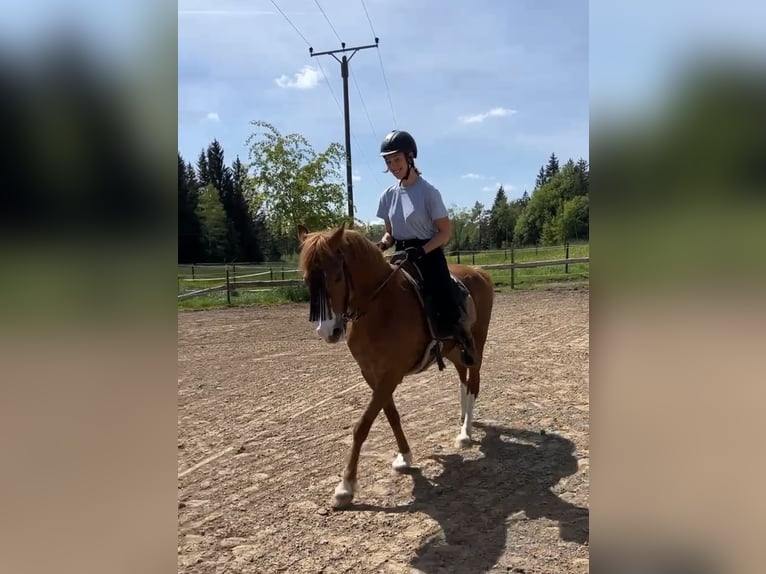 Arabian Partbred Mix Gelding 12 years 14,2 hh Chestnut-Red in Leutkirch im Allgäu