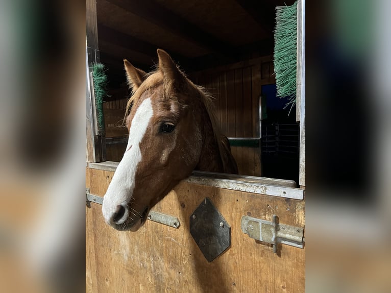 Arabian Partbred Mix Gelding 12 years 14,2 hh Chestnut-Red in Leutkirch im Allgäu