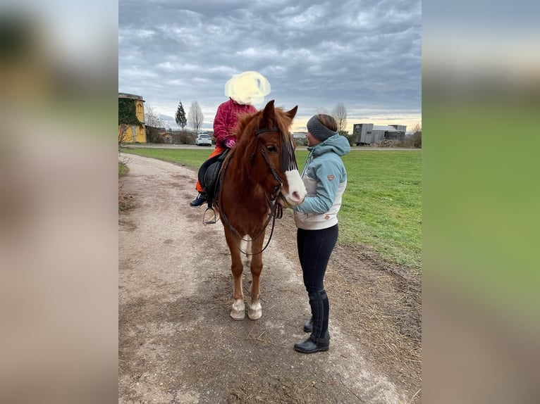 Arabian Partbred Mix Gelding 12 years 14,2 hh Chestnut-Red in Leutkirch im Allgäu