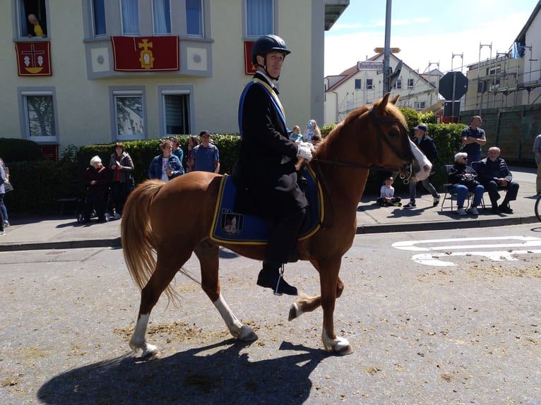 Arabian Partbred Mix Gelding 12 years 14,2 hh Chestnut-Red in Leutkirch im Allgäu