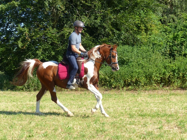 Arabian Partbred Gelding 12 years 15.1 hh Pinto in Rot an der Rot