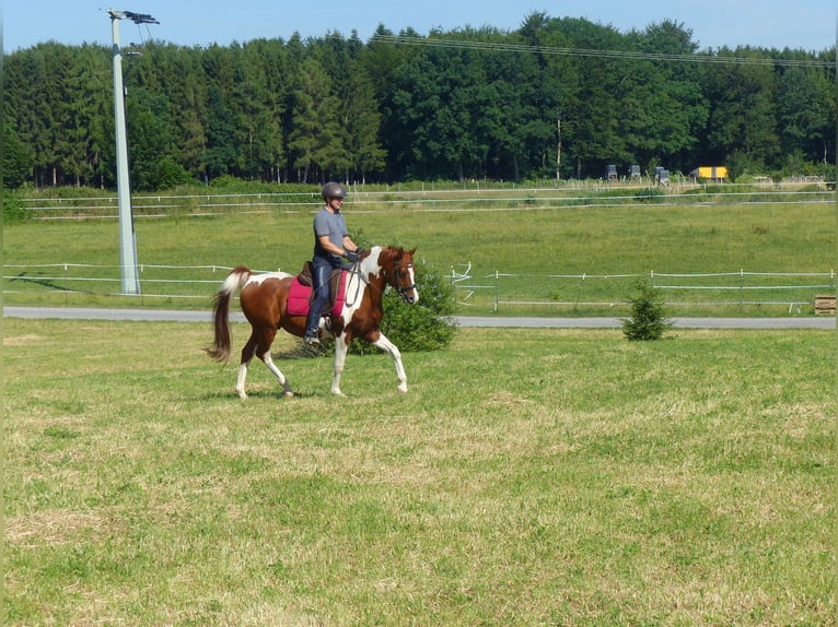 Arabian Partbred Gelding 12 years 15.1 hh Pinto in Rot an der Rot