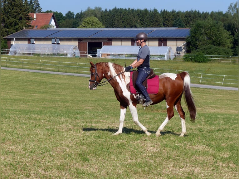 Arabian Partbred Gelding 12 years 15.1 hh Pinto in Rot an der Rot