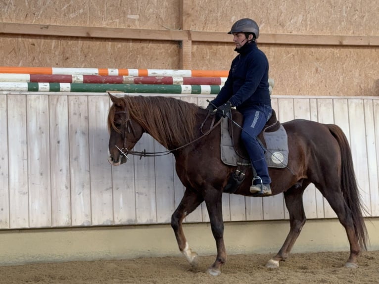 Arabian Partbred Gelding 12 years 15 hh Chestnut-Red in Rot an der Rot