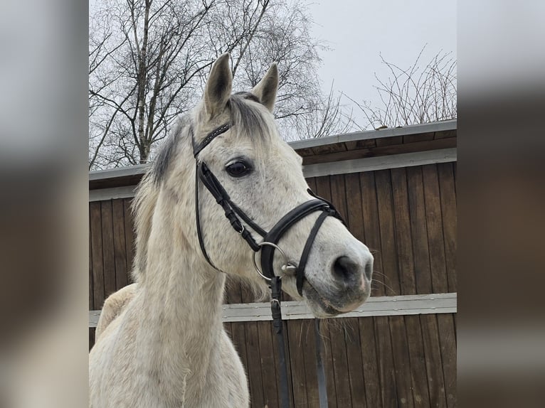 Arabian Partbred Mix Gelding 13 years 14,3 hh Gray in M&#xFC;lheim an der Ruhr