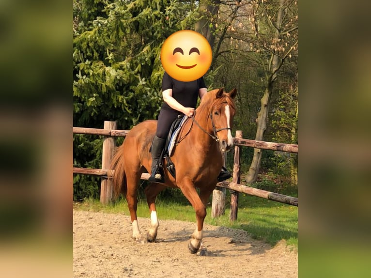 Arabian Partbred Gelding 13 years 15,1 hh Chestnut-Red in Bergen