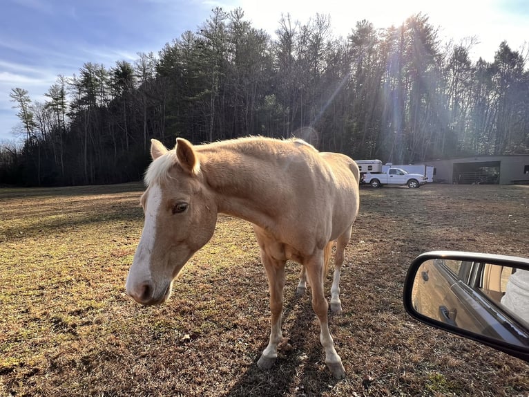Arabian Partbred Mix Gelding 15 years 15 hh Champagne in Collettsville