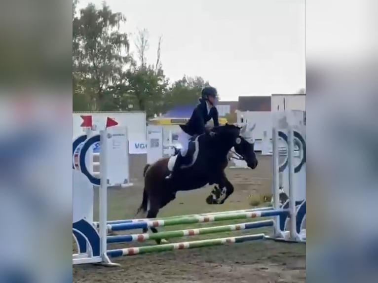 Arabian Partbred Gelding 18 years 14,3 hh Brown in Oebisfelde