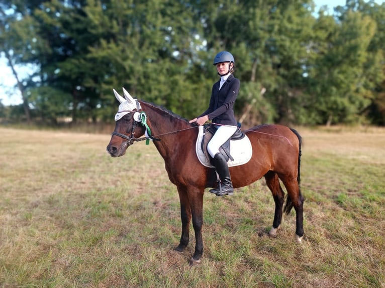 Arabian Partbred Gelding 18 years 14,3 hh Brown in Oebisfelde
