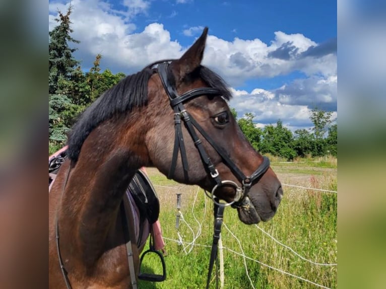 Arabian Partbred Gelding 18 years 14,3 hh Brown in Oebisfelde