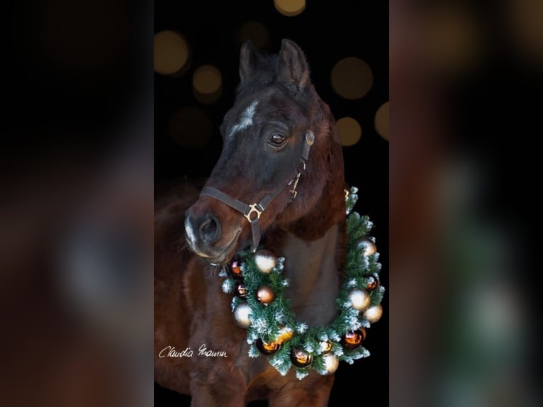 Arabian Partbred Gelding 18 years 14,3 hh Brown in Oebisfelde