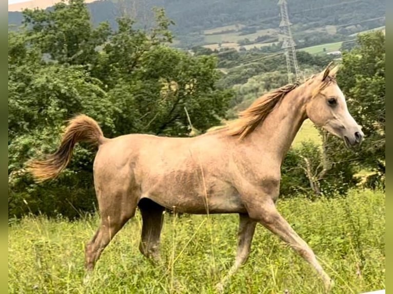 Arabian Partbred Gelding 1 year Gray-Red-Tan in Dhronecken