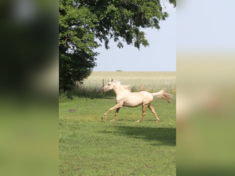 Arabian Partbred Gelding 2 years 14.3 hh Palomino in Gransee