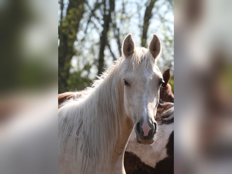 Arabian Partbred Gelding 2 years 14.3 hh Palomino in Gransee