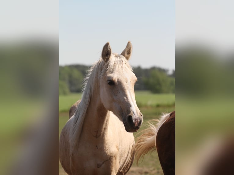 Arabian Partbred Gelding 2 years 14.3 hh Palomino in Gransee