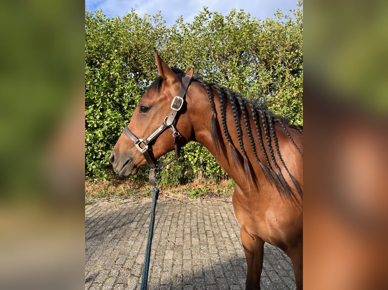 Arabian Partbred Gelding 2 years 14,2 hh Brown in Kruiningen