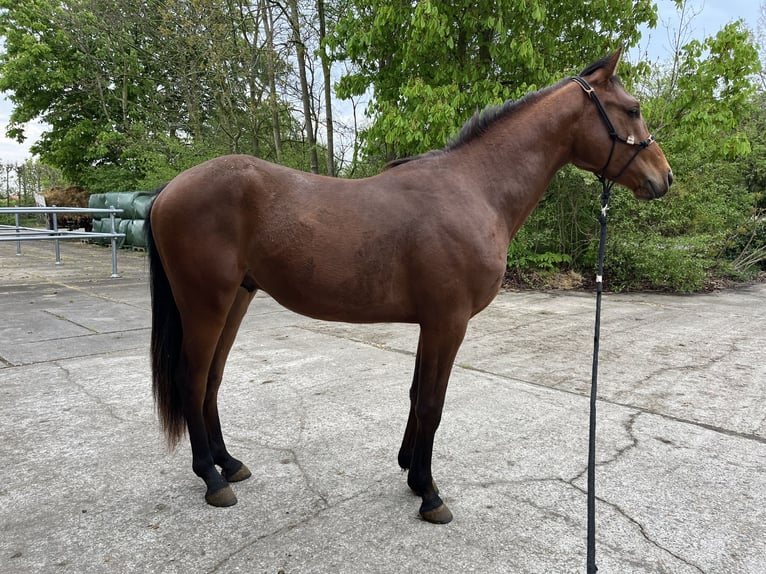 Arabian Partbred Gelding 2 years 14,2 hh Brown in Kruiningen