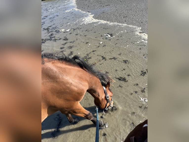 Arabian Partbred Gelding 2 years 14,2 hh Brown in Kruiningen