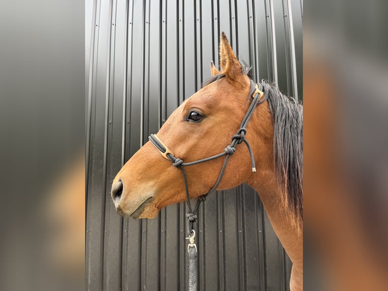 Arabian Partbred Gelding 2 years 14,2 hh Brown in Kruiningen