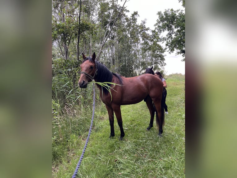 Arabian Partbred Gelding 2 years 14,2 hh Brown in Kruiningen