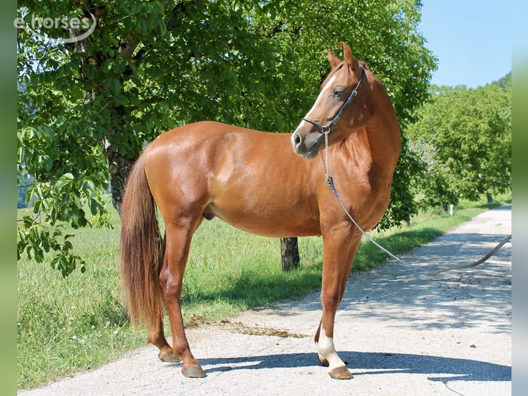 Arabian Partbred Gelding 2 years 15.1 hh Chestnut-Red in St. Paul im Lavanttal