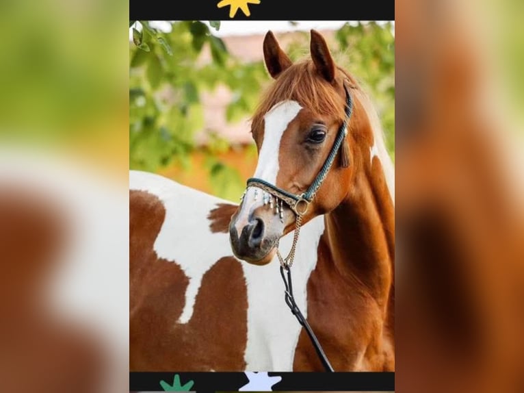 Arabian Partbred Gelding 2 years 15 hh Tobiano-all-colors in Ternitz