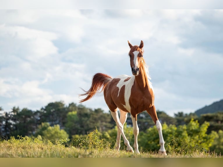 Arabian Partbred Gelding 2 years 15 hh Tobiano-all-colors in Ternitz