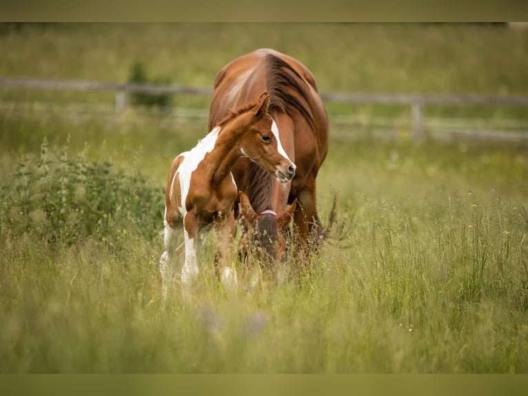 Arabian Partbred Gelding 2 years 15 hh Tobiano-all-colors in Ternitz