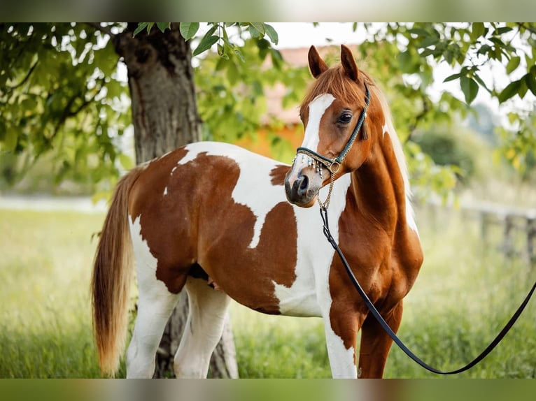 Arabian Partbred Gelding 2 years 15 hh Tobiano-all-colors in Ternitz