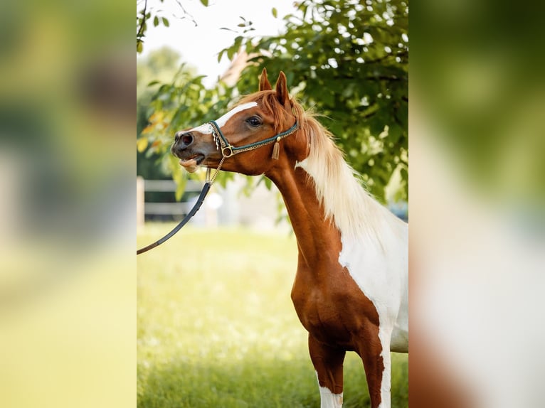 Arabian Partbred Gelding 2 years 15 hh Tobiano-all-colors in Ternitz