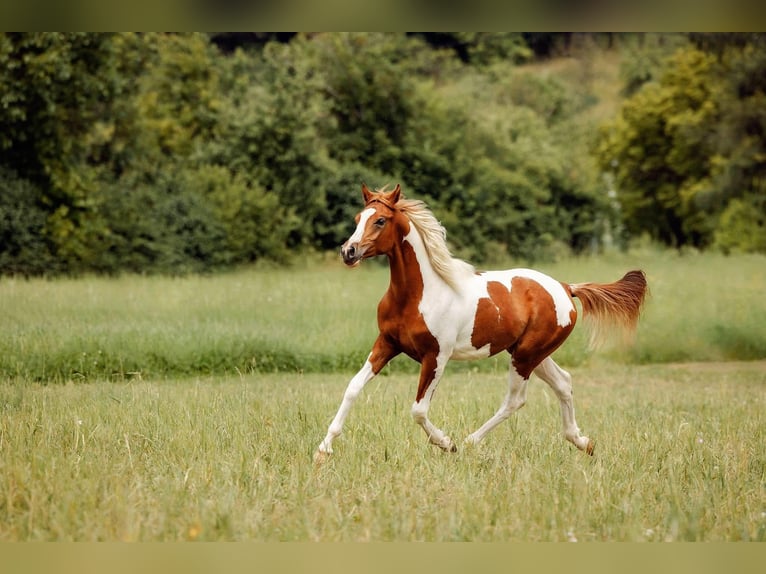 Arabian Partbred Gelding 2 years 15 hh Tobiano-all-colors in Ternitz
