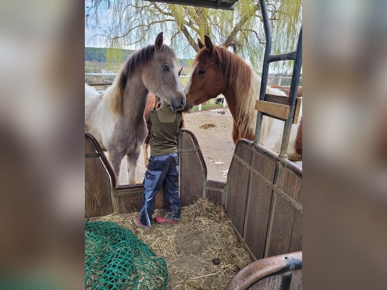 Arabian Partbred Gelding 2 years 15 hh Tobiano-all-colors in Ternitz