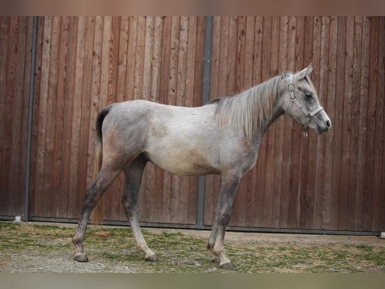 Arabian Partbred Gelding 2 years Gray in Johanniskirchen