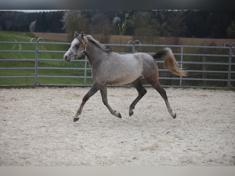 Arabian Partbred Gelding 2 years Gray in Johanniskirchen