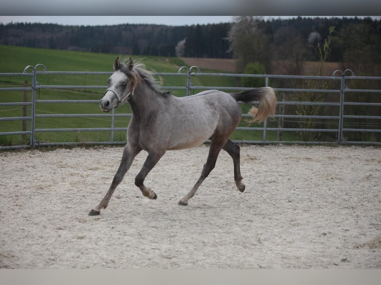 Arabian Partbred Gelding 2 years Gray in Johanniskirchen